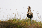 Golden Plover