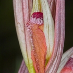 Ploughshare orchid (Serapias vomeracea)