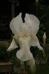 Iris 1071