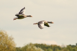 Greylag Geese - Anser anser