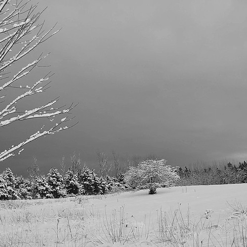 There's beauty in those grey tones of winter.