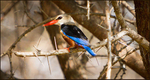Grey headed kingfisher