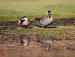 Puna Teals on river bank, Chile