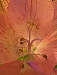 Bee's Eye View