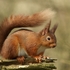 Red Squirrel