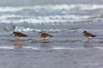 Redshank (Tringa totanus) on Belfast Lough