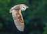 IMG_9670 Barn Owl