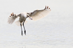 Spoonbill in flight just about to land on Brownsea Lagoon