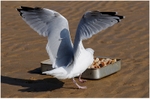 Feeding Time ( 2 )