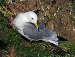Kittiwake