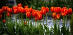 Tulip Panorama
