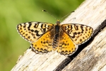 Spotted Fritillary