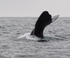 Sperm Whale dives showing flukes, Kaikoura, New Zealand