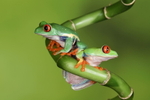 Red Eyed Tree Frog Pair on Branch