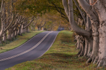 Beech Tree Avenue