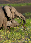 Elephant and calf affection