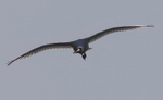 Spoonbill fledgling flying