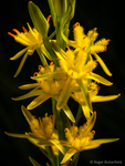 Bog Asphodel (02)
