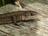 Common Lizard