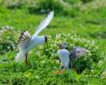 Black-headed Gull harassing Puffin with fish, Farne Islands