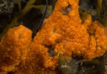 Botryllus schlosseri