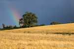 Rainbow on Golden Field