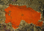 25 possibly Antho granditoxa