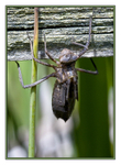 Dragonfly Exuvia