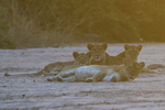 Lions in a sand river