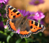 Small Tortoiseshell