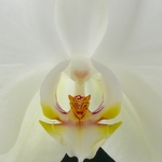 White Orchid