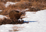 Red Grouse