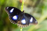 Great Egg Fly Butterfly - Hypolimnas bolina