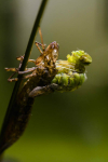Emerging Emperor Dragonfly