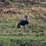 Spur-winged Goose portfolio