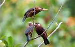 White headed jacamar