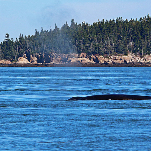 A Finback blows off some steam near Bliss Island, New Brunswick.