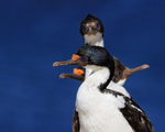 Imperial Shag group, Carcass Island, Falklands