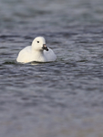 Kelp Goose (male) swimming, Carcass Island