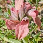 Scarce Serapias (Serapias neglecta)