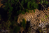 Leopard by Night 2
