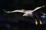 Sea Eagle gliding, dark background, Flatanger, Norway