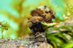 Caddis fly larva
