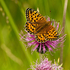 Dark Green Fritillary
