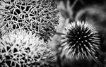 Globe Thistle