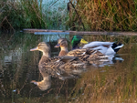 Mallards