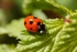 Seven Spot Ladybird