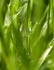 Dewdrops