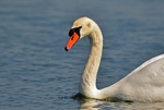 Mute Swan