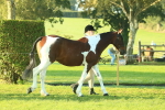 SBM_56782
